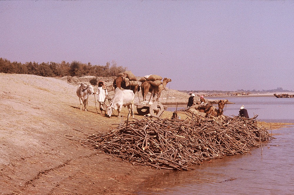Camels waiting to cross the Indus River near Mohenjo-daro