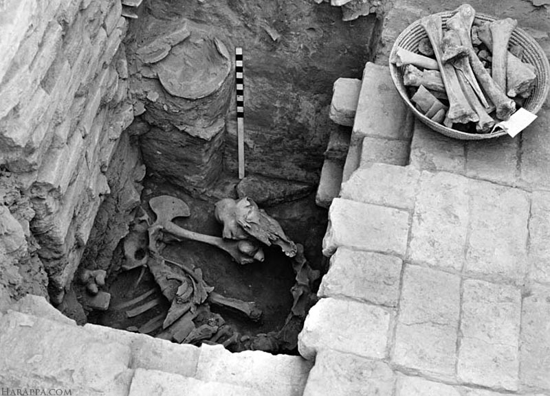 Camel Skeleton Mohenjo-daro