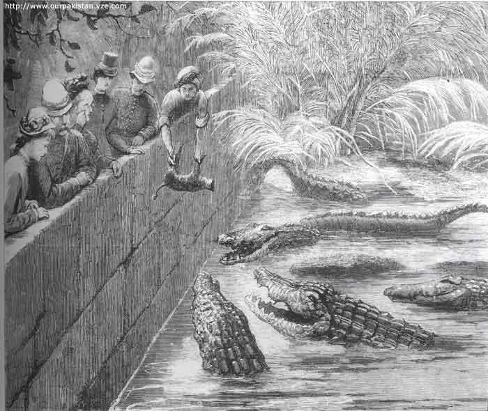 1870 drawing of crocodiles being fed 