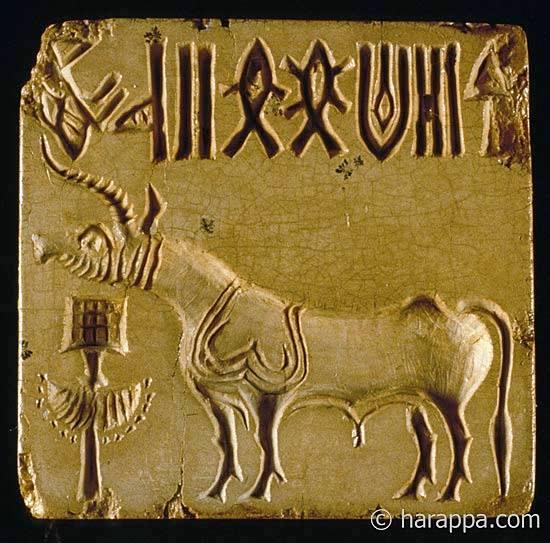 Large square unicorn seal from Mohenjo-daro. A relatively long inscription of eight symbols runs along the top of the seal. The elongated body and slender arching neck is typical of unicorn figurines, as are the tail with bushy end and the bovine hooves. This figure has a triple incised line depicting a pipal leaf shaped blanket or halter, while most unicorn figures have only a double incised line. The arching horn is depicted as if spiraling or ribbed, and the jowl is incised with multiple folds.(Kenoyer)
