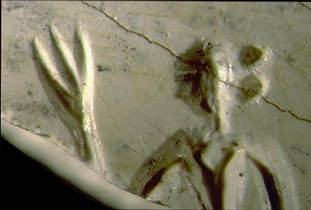 Seal fragment of a man with double bun and three fingered hand or trident. Trench 39 North, upper levels, Harappa Phase.