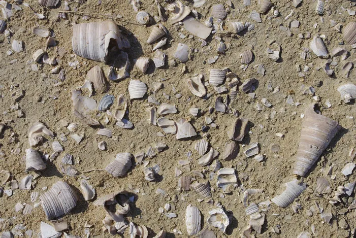 Shell Middens of the Coast of Balochistan - Paolo Biagi