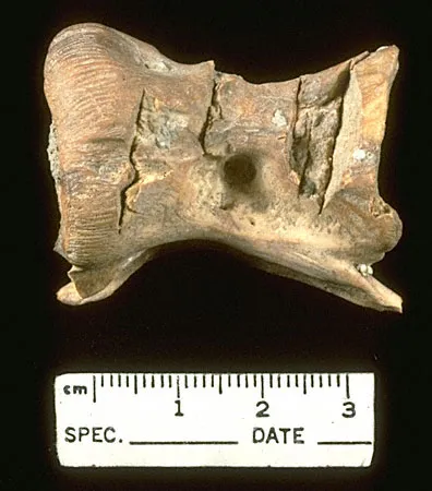 Shell Working at Ancient Balakot, Pakistan
