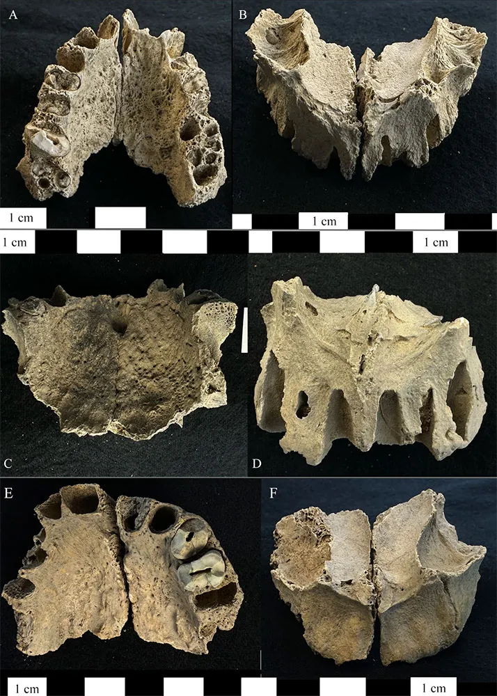 Right and left maxillae from the bone pit