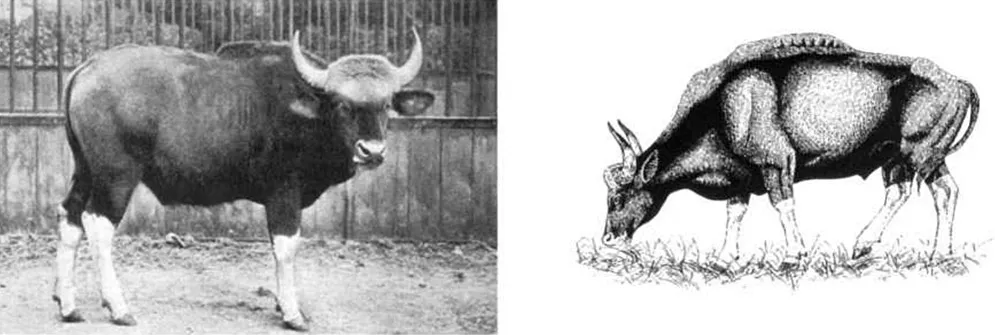 A young Indian gaur probably photographed in the 1920s