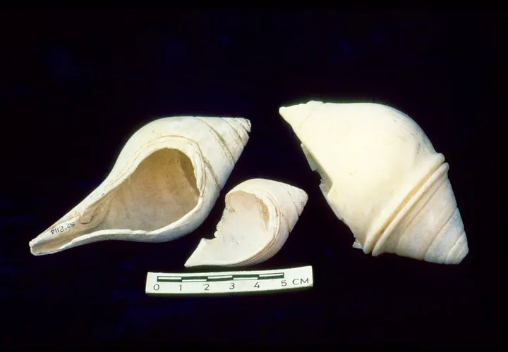 Shell Trade and Shell Working During the Neolithic and Early Chalcolithic at Mehrgarh, Pakistan