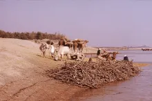 Camels waiting to cross the Indus River near Mohenjo-daro