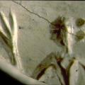 Seal fragment of a man with double bun and three fingered hand or trident. Trench 39 North, upper levels, Harappa Phase.
