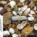 Sonari: A Bronze Age Settlement Biagi and Nisbet
