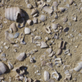 Shell Middens of the Coast of Balochistan - Paolo Biagi
