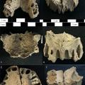 Right and left maxillae from the bone pit