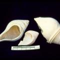 Shell Trade and Shell Working During the Neolithic and Early Chalcolithic at Mehrgarh, Pakistan