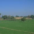 harappa fields