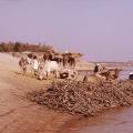 Camels waiting to cross the Indus River near Mohenjo-daro