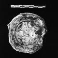 Painted Vessel Fragment, Mohenjo-daro