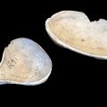 Shell ladle